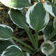 Hosta 'Patriot' GM P9