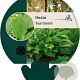Hosta 'Royal Standard' GM P9