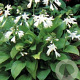 Hosta 'Royal Standard' GM P9