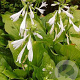 Hosta 'Royal Standard' GM P9