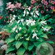Hosta 'Royal Standard' GM P9