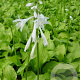 Hosta 'Royal Standard' GM P9