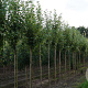 Acer rubrum 'Brandywine' 10-12 HO draadkluit