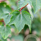 Acer rubrum Fairview Flame 8-10 HO draadkluit