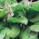 Hosta 'Sum and Substance' GM P9