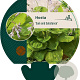 Hosta 'Sum and Substance' GM P9