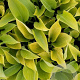 Hosta 'Sum and Substance' GM P9