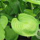 Hosta 'Sum and Substance' GM P9