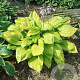Hosta 'Sum and Substance' GM P9
