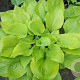 Hosta 'Sum and Substance' GM P9