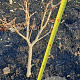 Acer shirasawanum 'Aureum' 30-40 cm met kluit