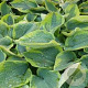 Hosta 'Tokudama Flavocircinalis' GM P9