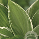 Hosta 'Undulata Albomarginata' GM P9