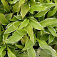 Hosta 'Undulata Albomarginata' GM P9