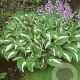 Hosta 'Undulata Mediovariegata' GM P9