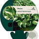 Hosta 'Undulata Mediovariegata' GM P9