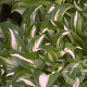 Hosta 'Undulata Mediovariegata' GM P9
