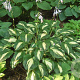 Hosta 'Undulata Mediovariegata' GM P9