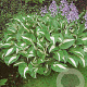 Hosta 'Undulata Mediovariegata' GM P9
