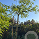 Albizia julibrissin 8-10 HO container