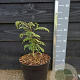 Albizia julibr. Ombrella 30-40 cm 7,5L