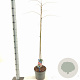 Albizia julibr. Ombrella 50-60 cm 5,0L met stok