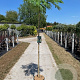 Albizia julibr. Ombrella 6-8 HO 15L