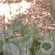 Hosta ventricosa GM P9