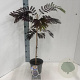 Albizia julibr. 'Summer Chocolate' 70-80 cm 3,0L met stok