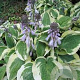 Hosta 'Wide Brim' GM P9