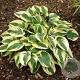 Hosta 'Wide Brim' GM P9