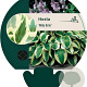 Hosta 'Wide Brim' GM P9