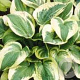 Hosta 'Wide Brim' GM P9
