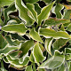 Hosta 'Wide Brim' GM P9