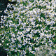 Houstonia caer. 'Millard's Variety' GM P9