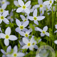 Houstonia caer. 'Millard's Variety' GM P9
