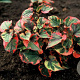 Houttuynia cordata 'Chameleon' GM P9