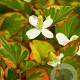 Houttuynia cordata 'Chameleon' GM P9