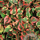 Houttuynia cordata 'Chameleon' GM P9