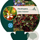 Houttuynia cordata 'Chameleon' GM P9