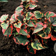 Houttuynia cordata 'Chameleon' GM P9