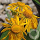 Helenium hoopesii GM P9