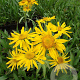 Helenium hoopesii GM P9