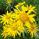Helenium hoopesii GM P9