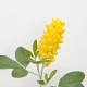 Argyrocytisus battandieri 40-60 cm 3,0L
