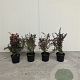 Berberis thunb. 'Atropurpurea' 20-30 cm 2,0L