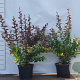 Berberis thunb. 'Atropurpurea' 20-30 cm 2,0L