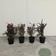 Berberis thunb. 'Atropurpurea' 20-30 cm 2,0L