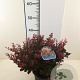Berberis thunb. 'Atropurpurea Nana' 25-30 cm 2,0L