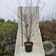 Betula nigra 200-250 cm cont. 55L meerstammig